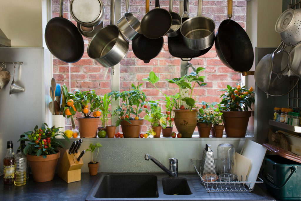 Des plantes comme barrière naturelle