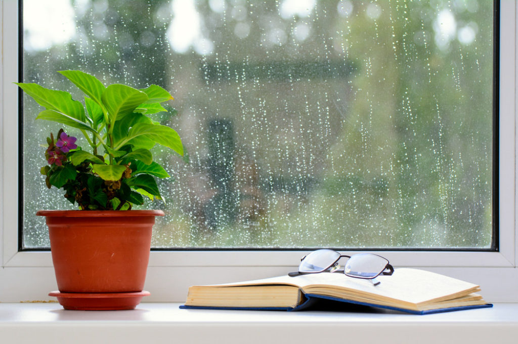Plante et livre derrière une fenêtre avec des gouttes de pluie